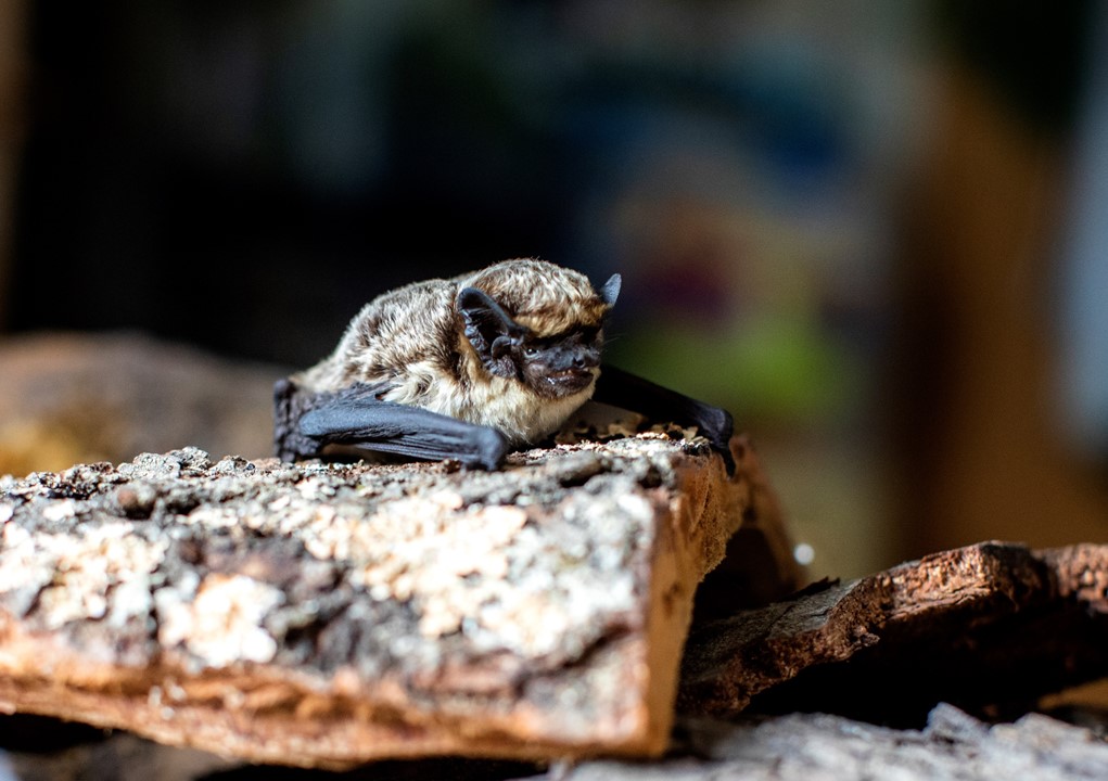 Fledermauskolonie Wil