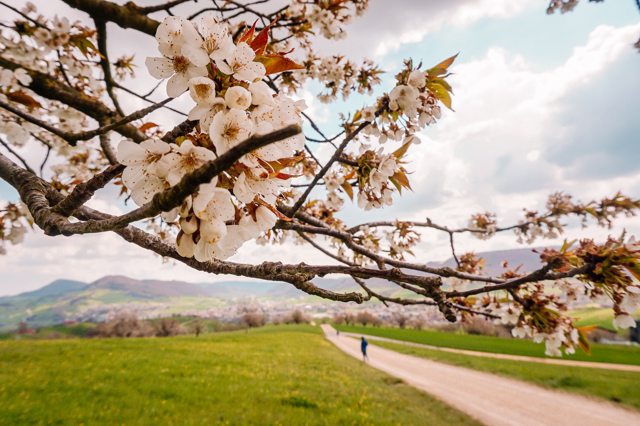 Naturlehrpfad Gipf-Oberfrick