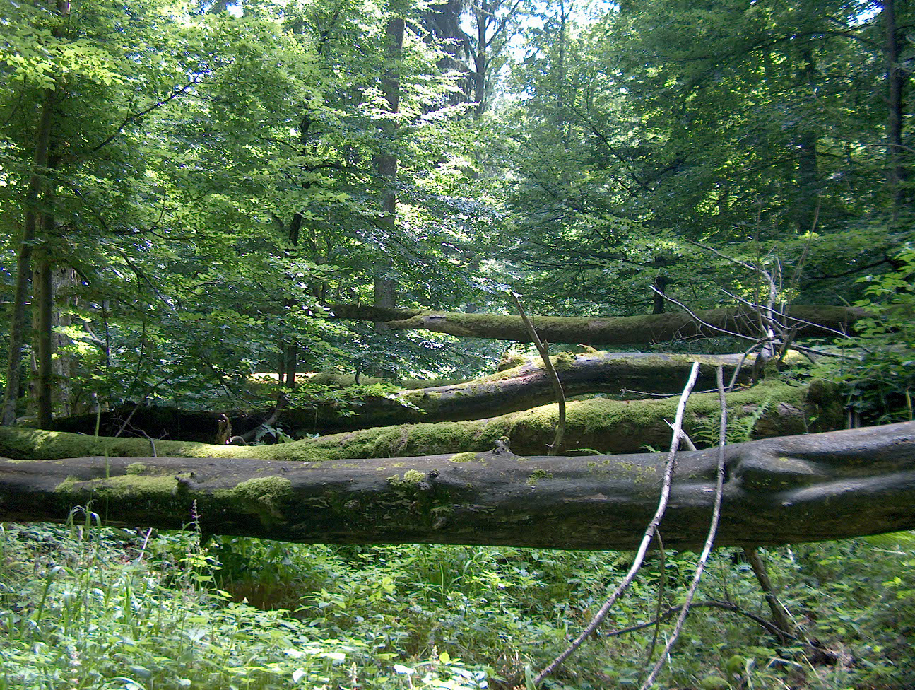 Midlands Forest The Natural forest Sihlwald - Largest mixed deciduous forest of Swiss ...
