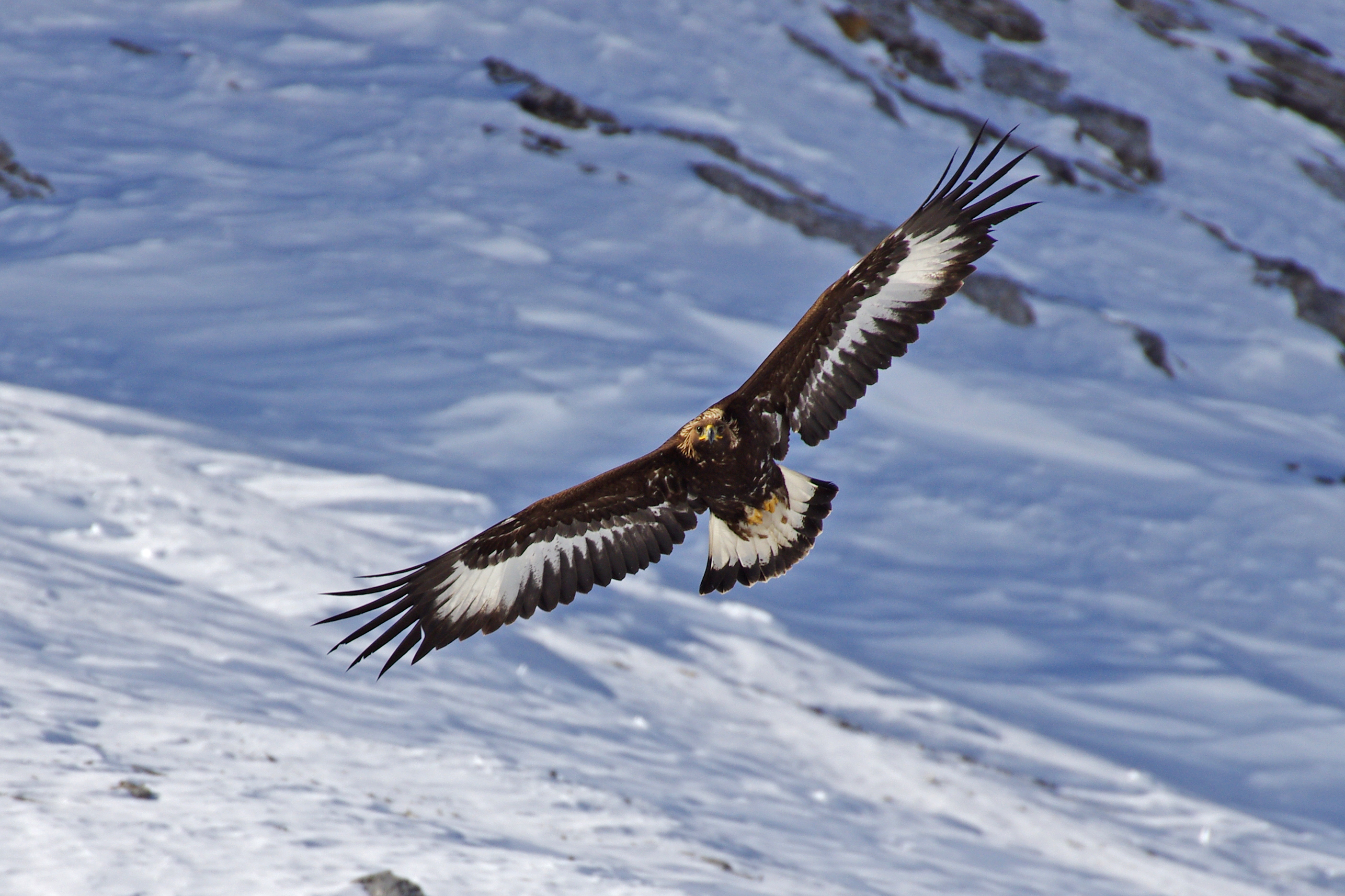 Golden Eagles - The golden eagle on the Gemmi | The Swiss parks