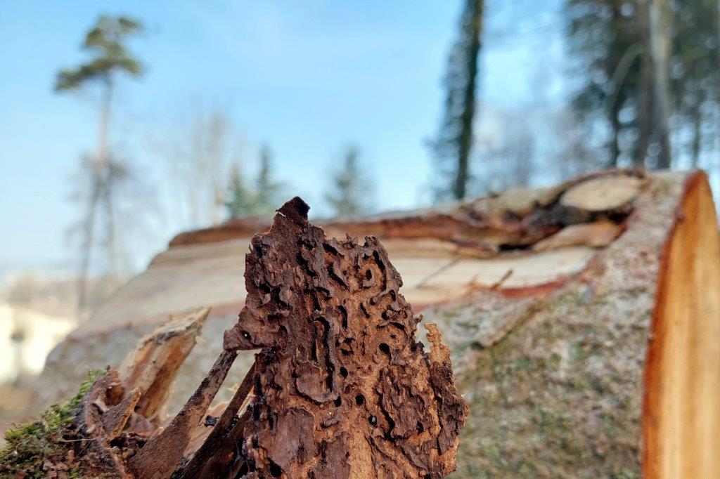 Faszination Wald – Der Borkenkäfer