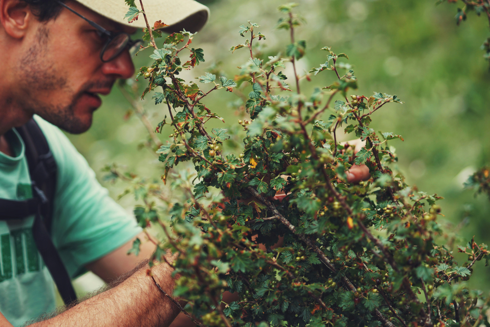 Beeren-Schnittkurs - Beerensträucher richtig pflegen