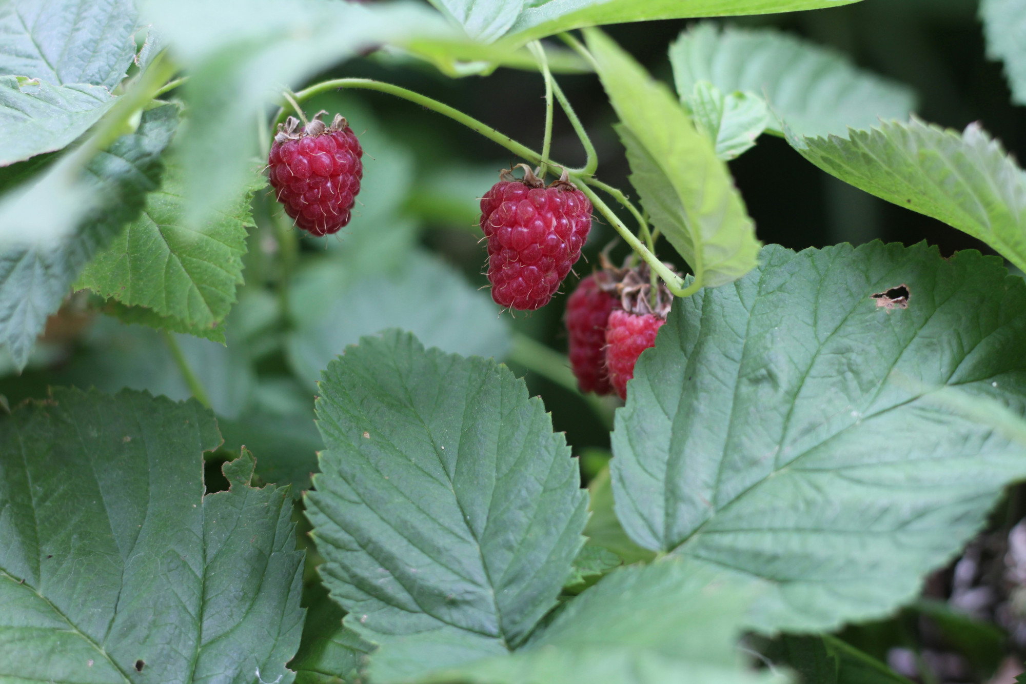 Beeren-Schnittkurs - Beerensträucher richtig pflegen