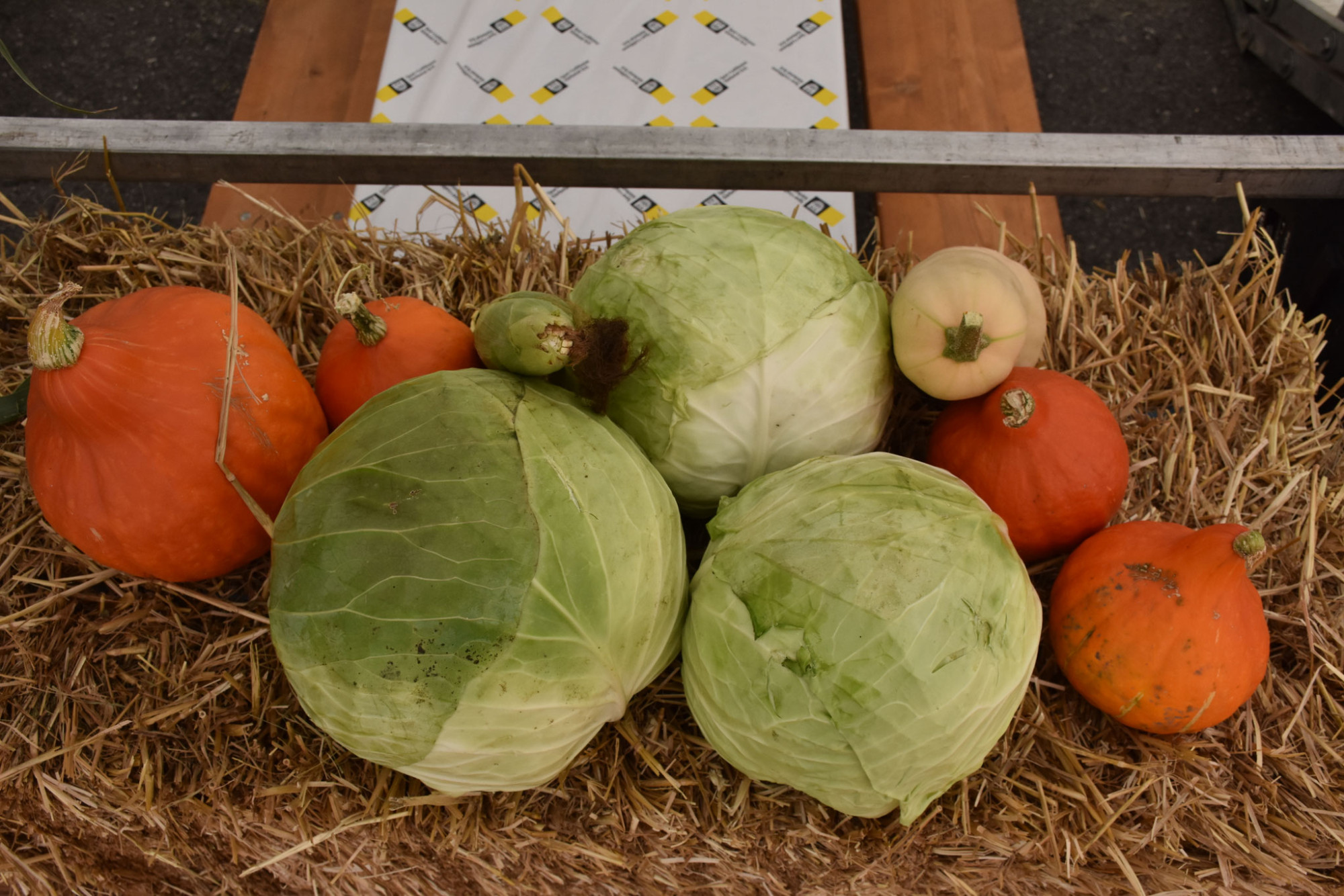 Kabisfest Thurnen – gelebte Tradition im Kabisland