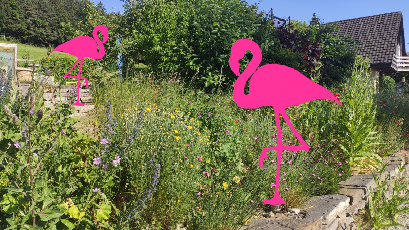 Flamingos im Garten – die Auswirkungen des Klimawandels