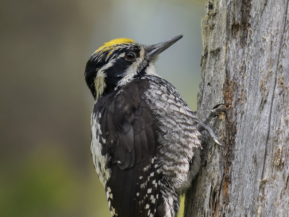 Hör mal, wer da hämmert: Biodiversität am Beispiel Specht