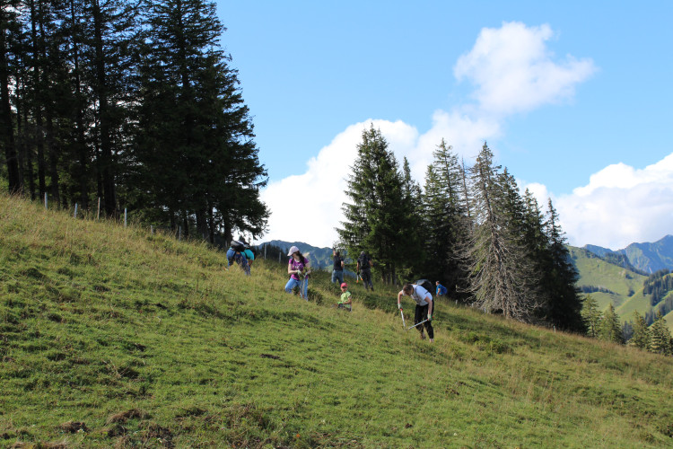 Landschaftspflegeeinsatz auf der Alp im Naturpark Gantrisch