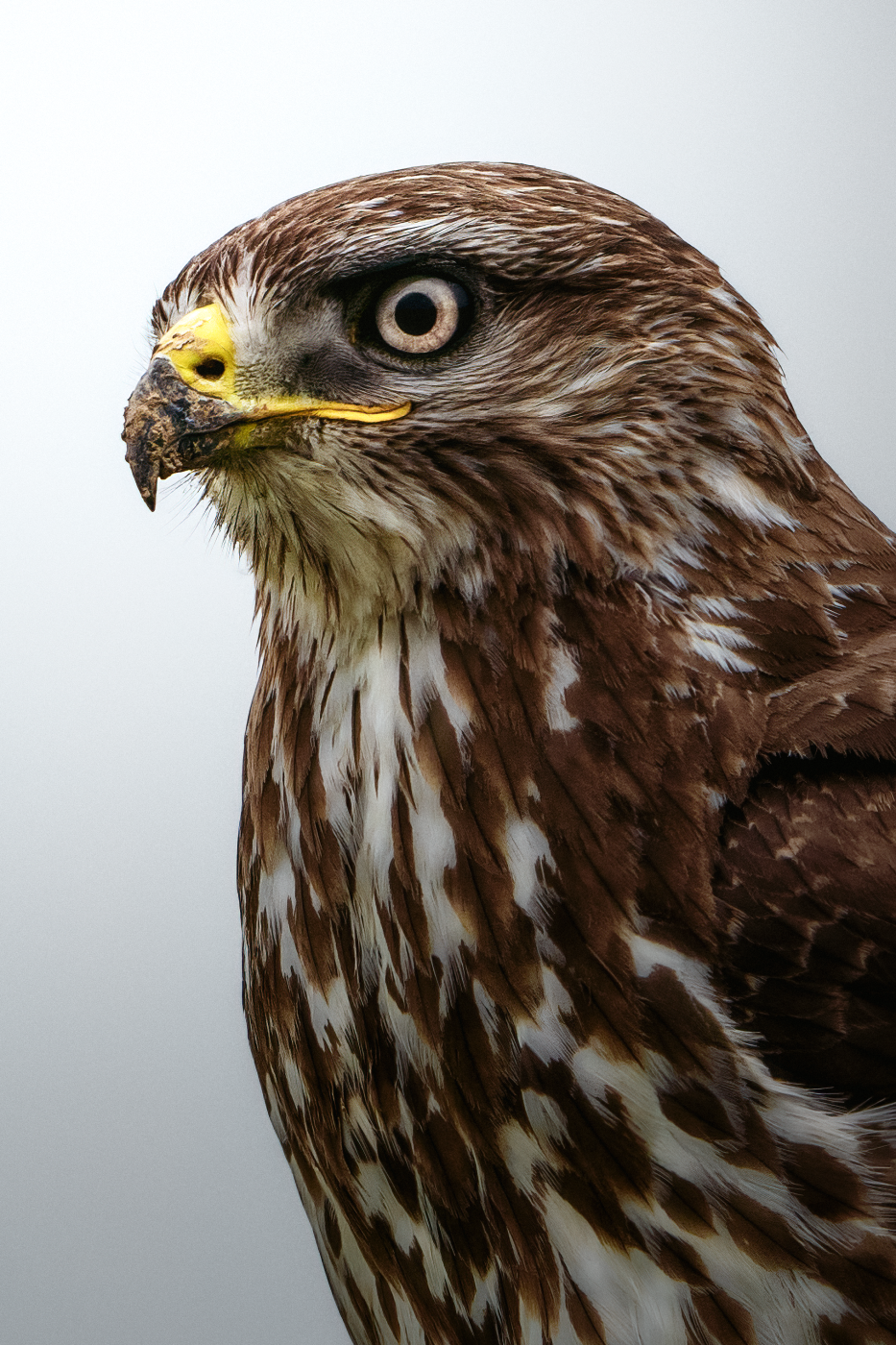Die Greifvögel