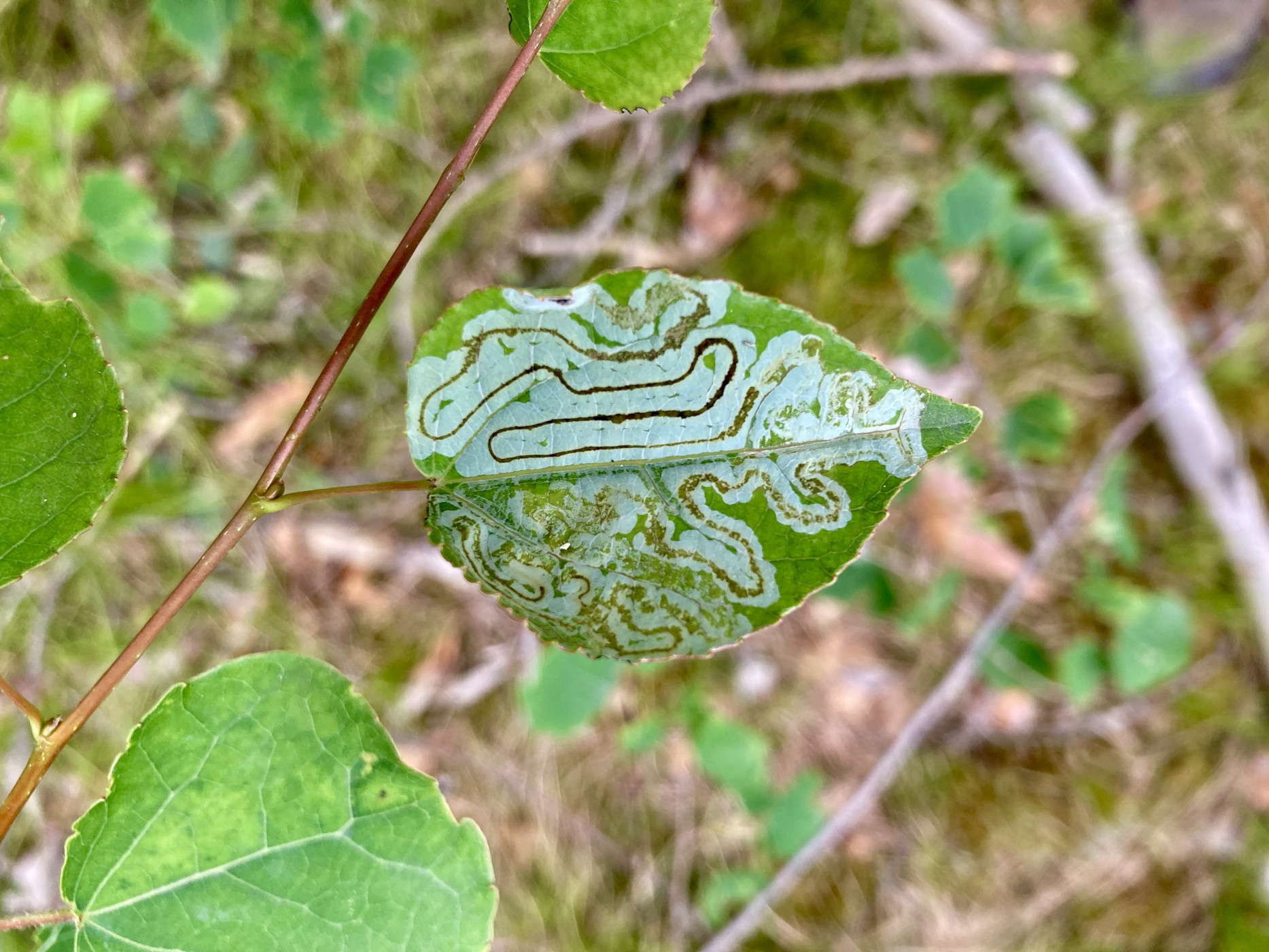 Feierabendexkursion Natur – Die Natur neu lesen lernen