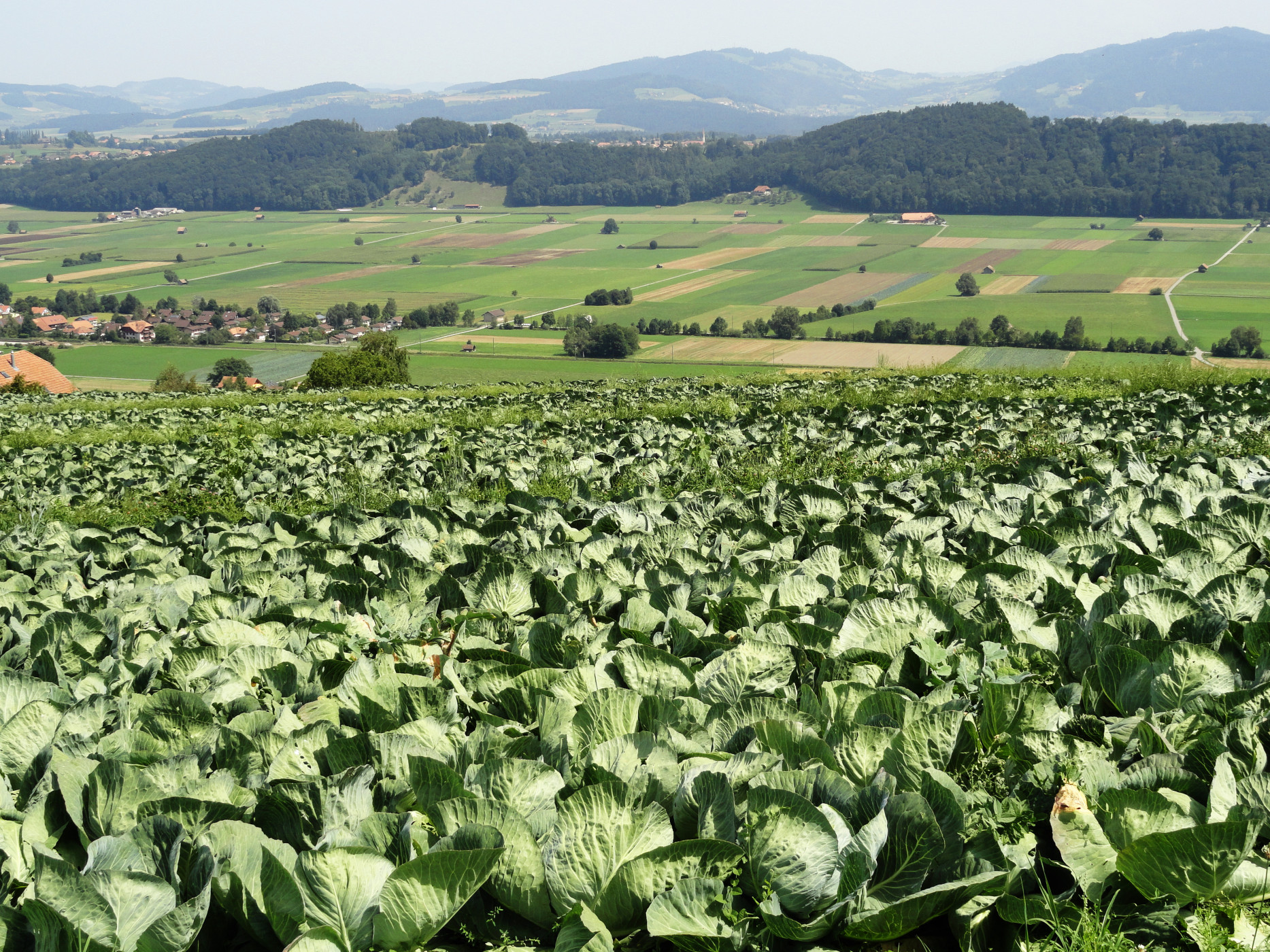 Kabisfest Thurnen – gelebte Tradition im Kabisland