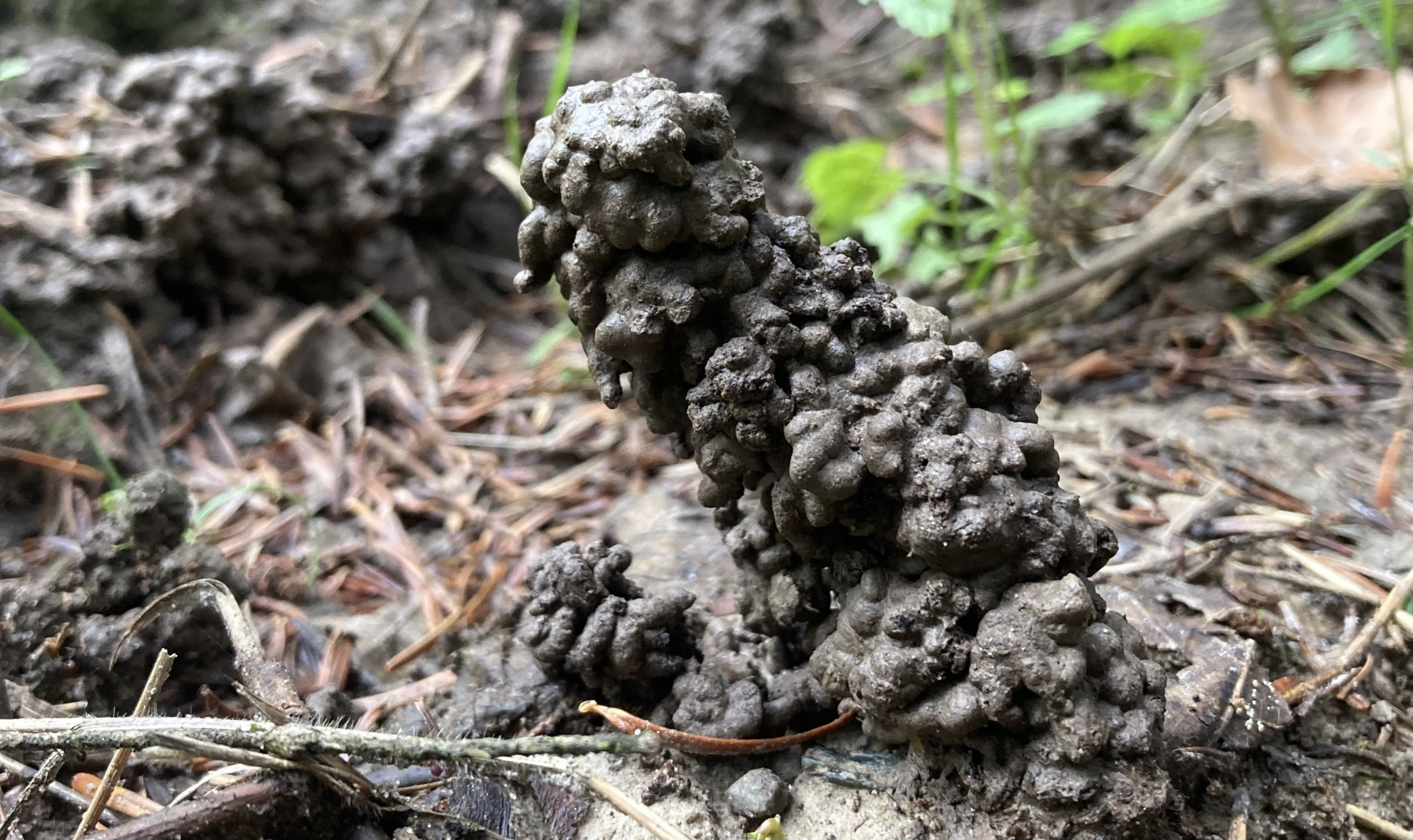 Feierabendexkursion Natur – Die Natur neu lesen lernen
