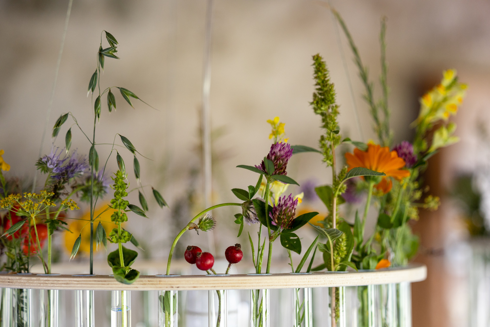 Wildkräuter-Tavolata – Lerne was auf den Tisch kommen darf