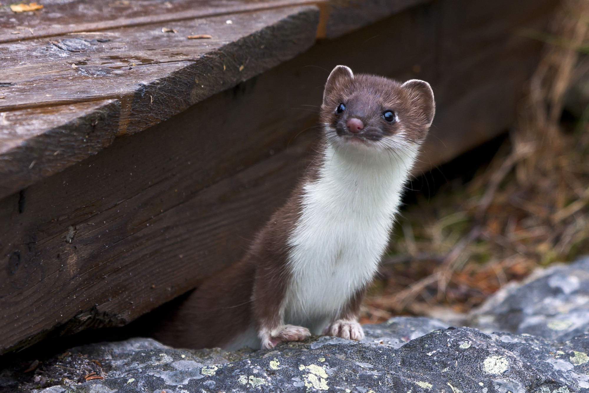 Biodiversitäts-Hotspot Bannholz