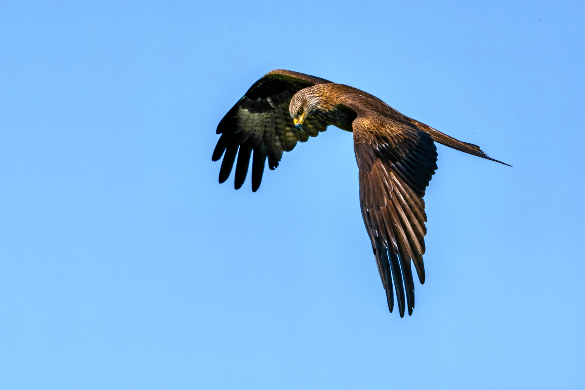 Die Greifvögel