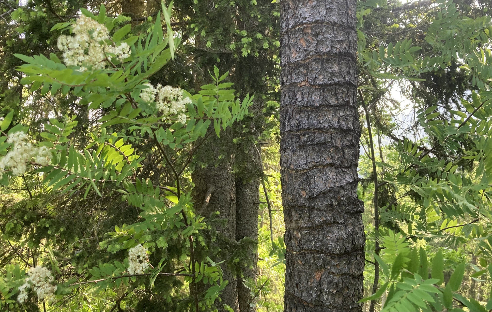 Was uns der Wald erzählt – öffentliche Exkursion in den Wald