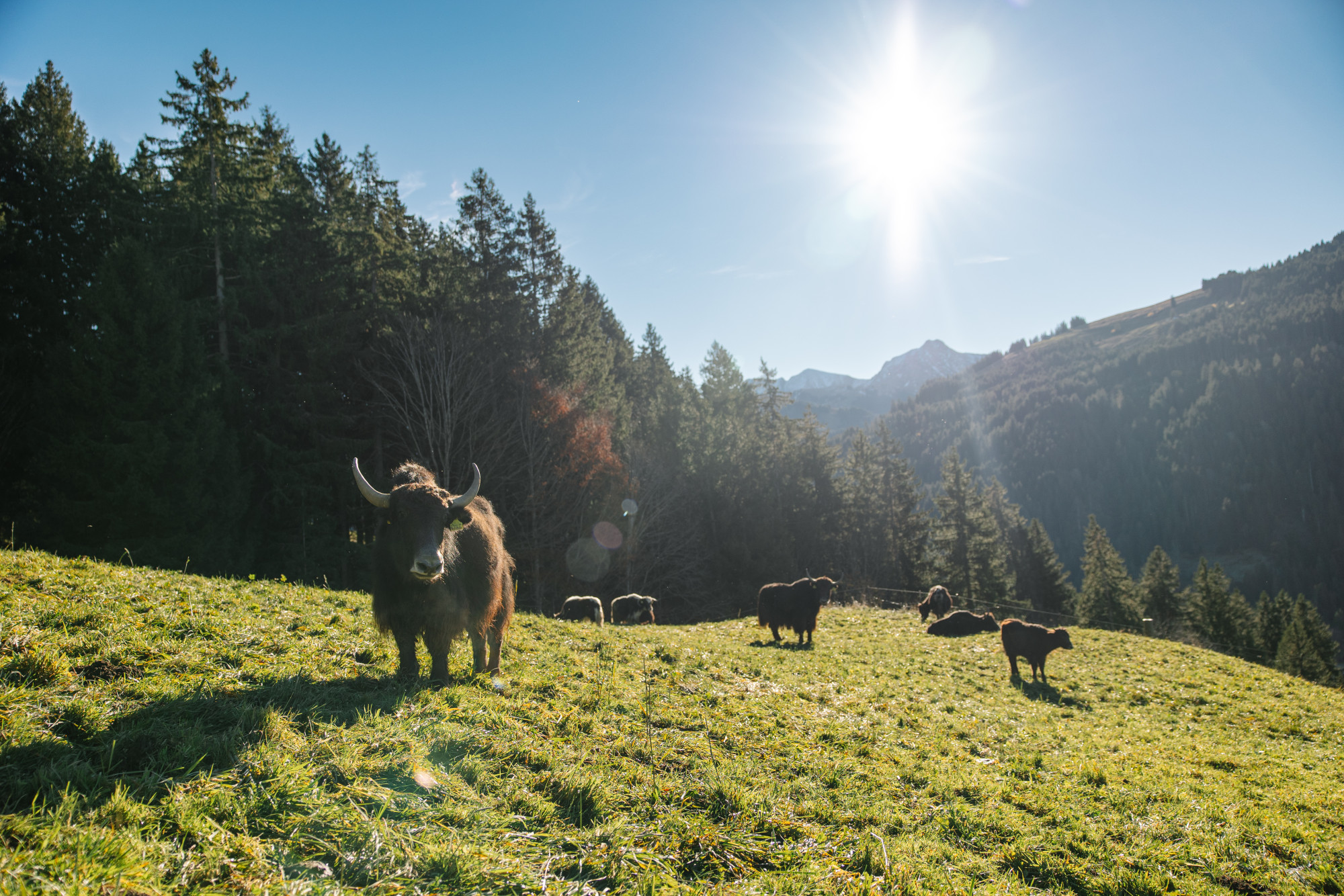 Naturkreislauf Stampferli
