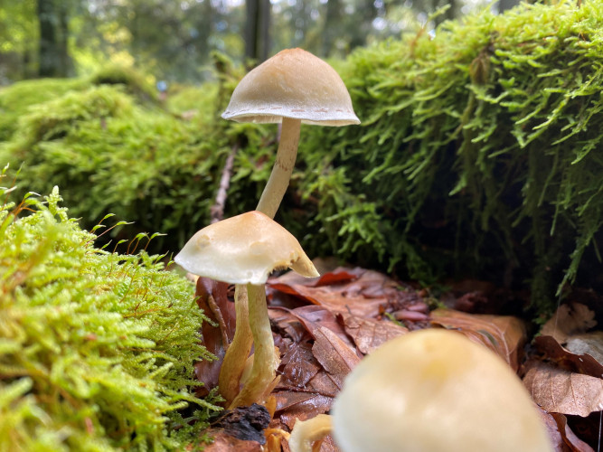 Identifier et cuisiner les champignons en forêt.