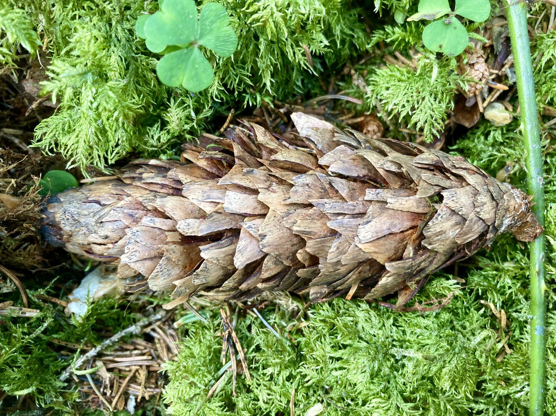 Feierabendexkursion Natur – Die Natur neu lesen lernen