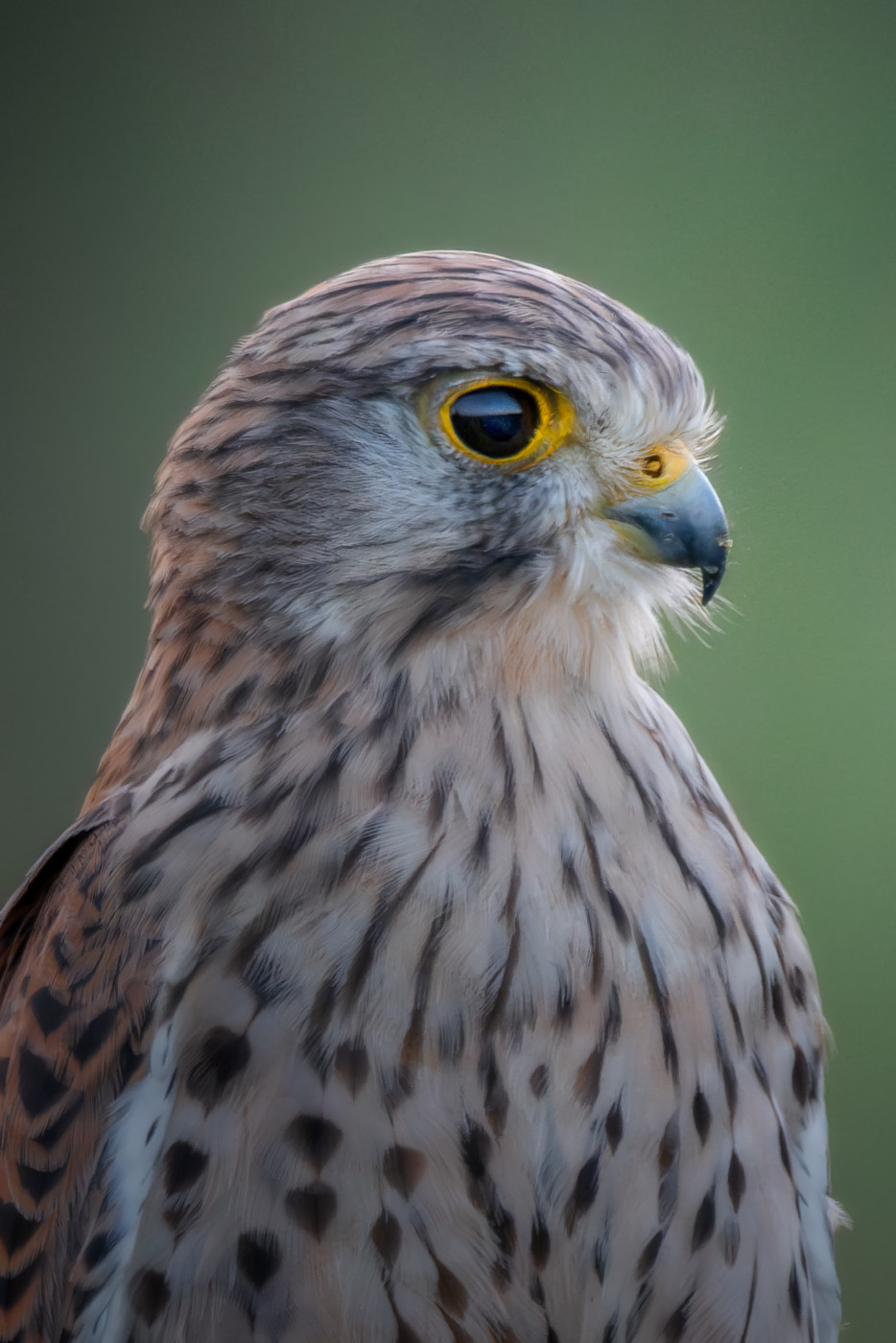 Die Greifvögel