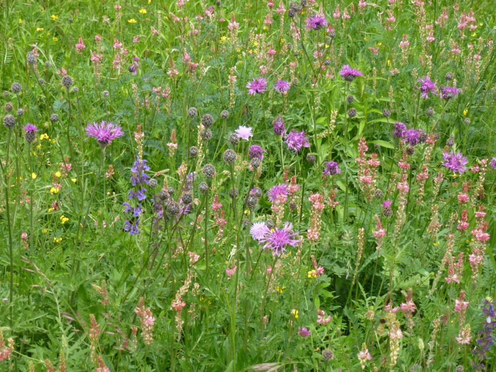 Flower Walk - Küttiger Wiesenvielfalt - &copy; Jurapark Aargau