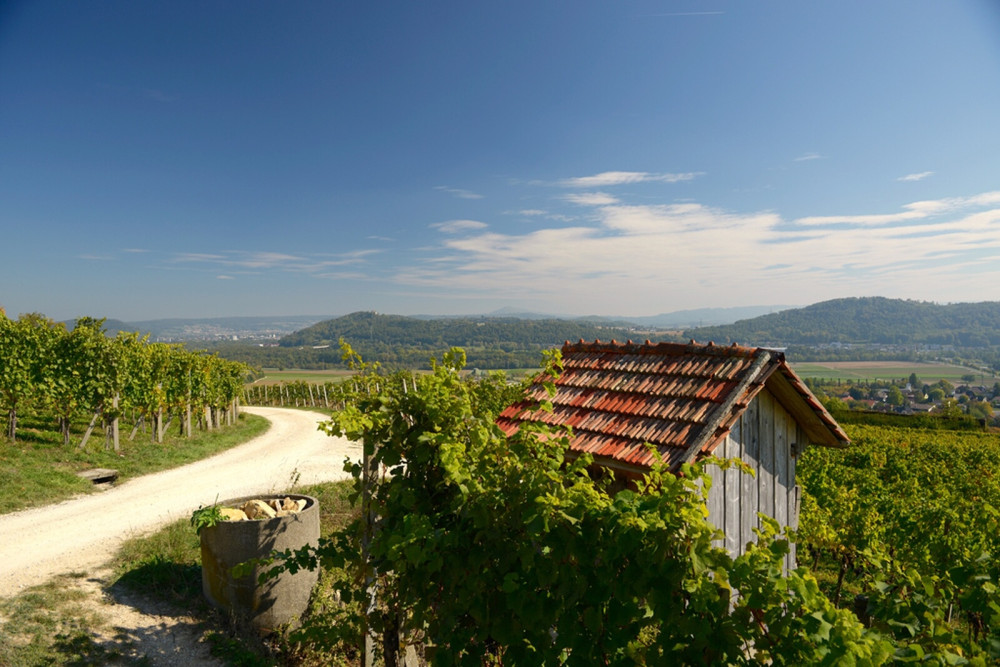 Reblehrpfad Schinznach-Dorf - &copy; Jurapark Aargau