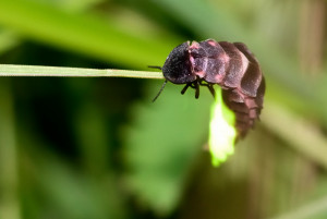 Glühwürmchen (Lampyridae)