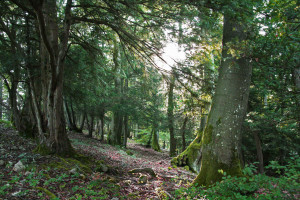 Ein Stück Urwald im Aargau