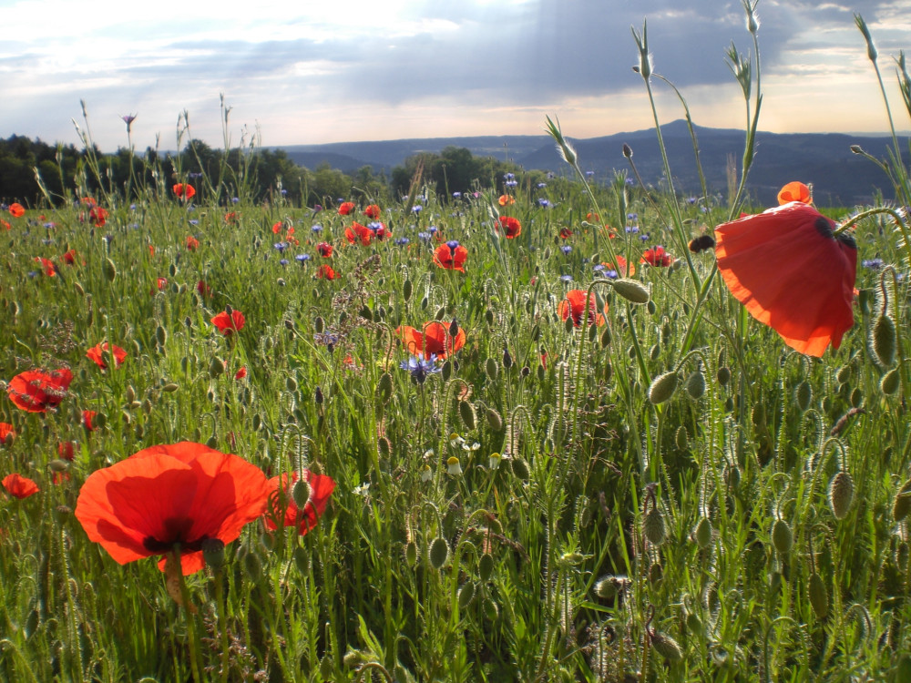 Natur- und Kulturweg Linn - © Jurapark Aargau