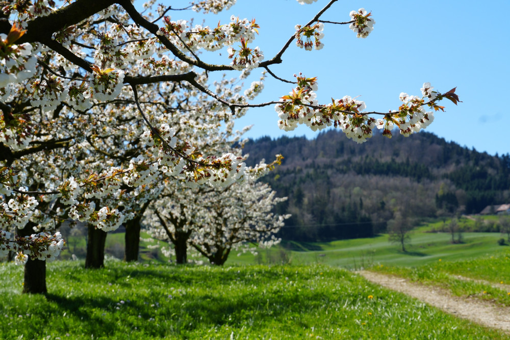 Fricktaler Chriesiwäg - © Jurapark Aargau, Jurapark Aargau