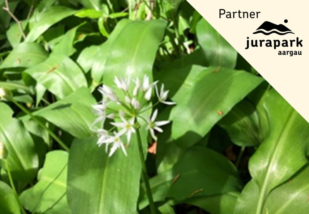 Bärlauch in allen Facetten - © Anita Huber-Bubendorf