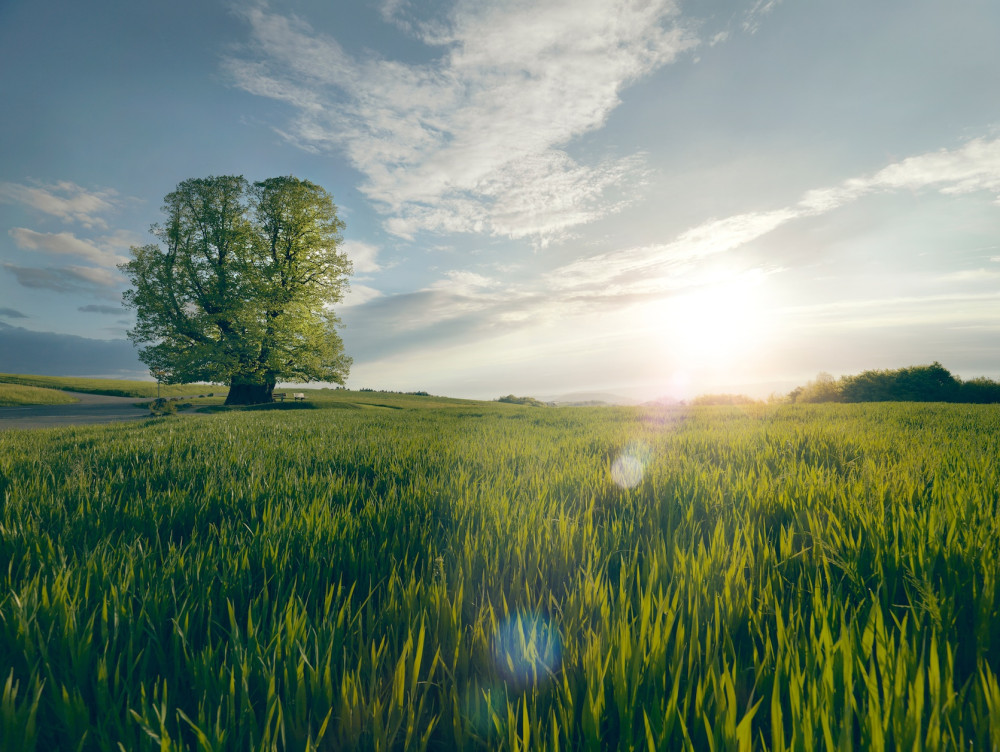Bözberg-Route: Linner Linde und Sagimülitäli