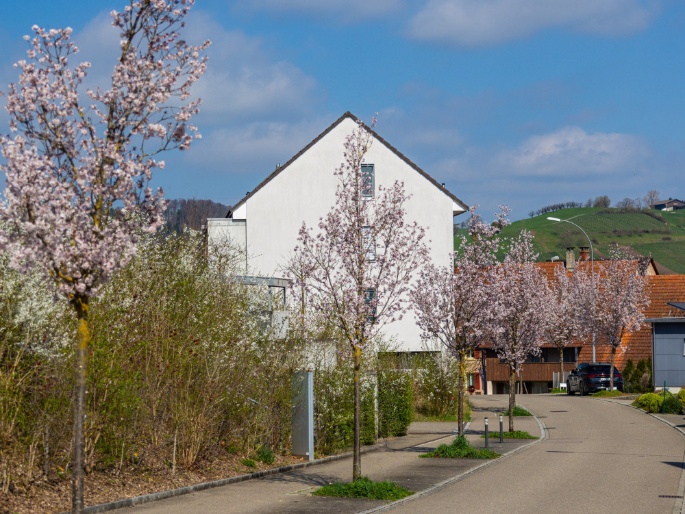 Dank Baumkonzept nachhaltig planen und erhalten - &copy; Paul Gürtler