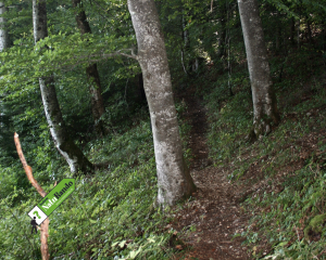 Sentier botanique de la Chenelaz à Bassins