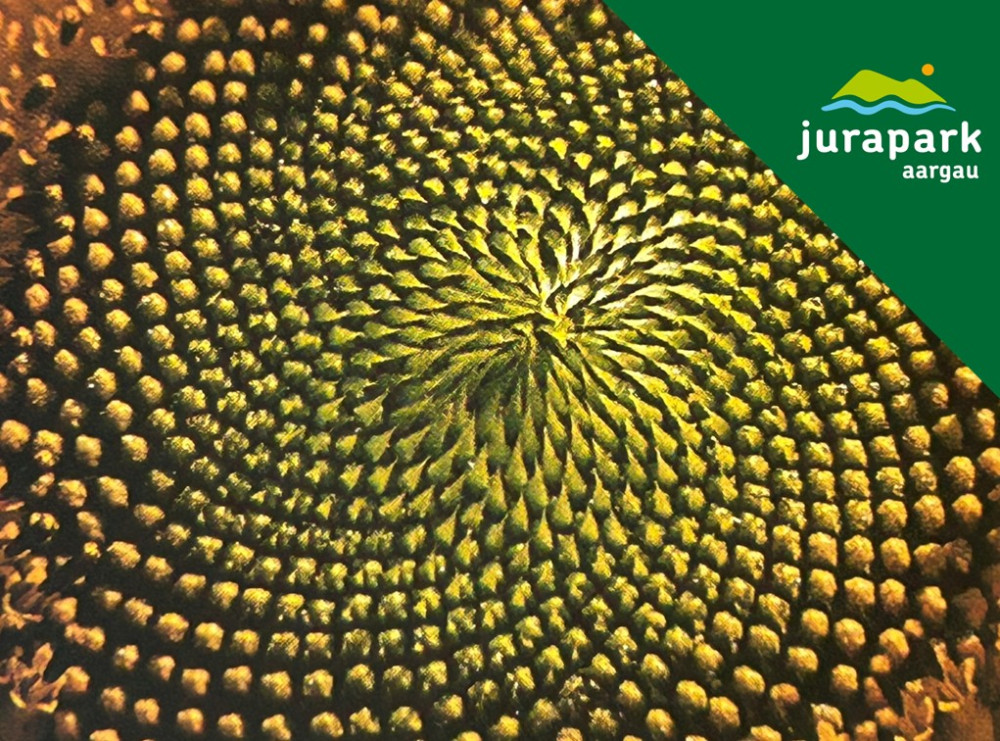 Spiralen – ein faszinierendes Muster der Natur - &copy; Benno Zimmermann