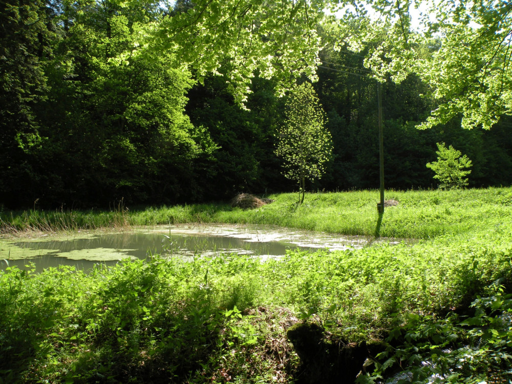 Oberhöfler Wanderwege: Wittelweiher-Route (kurz) - &copy; Jurapark Aargau, Peter Bircher