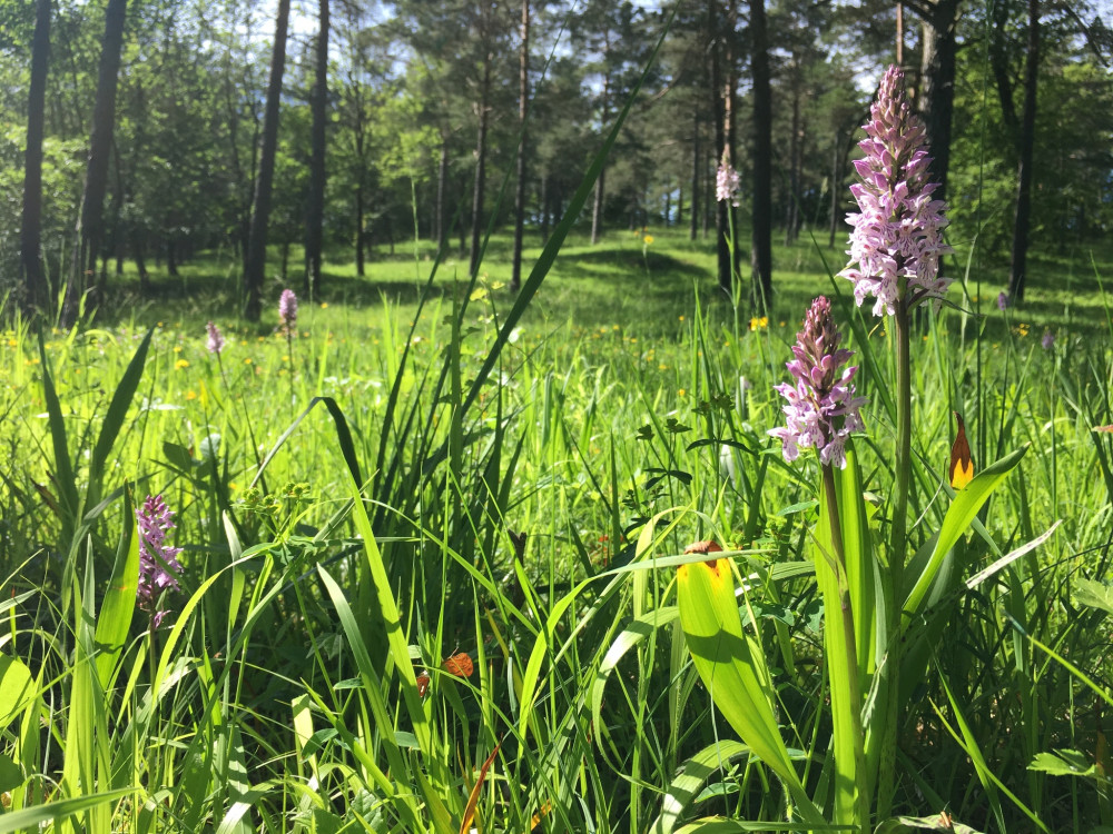 Flower Walk - Föhrenwälder - © Jurapark Aargau