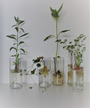 Workshop: Pflanzengläser aus Altglas