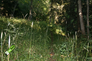 Le chemin Sous la Roche, au Marchairuz