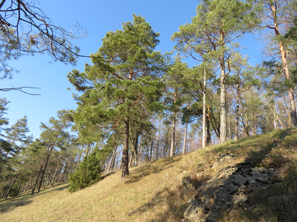 Das Flüstern der Wälder (in Deutsch) von Vincent Munier - &copy; Jurapark Aargau