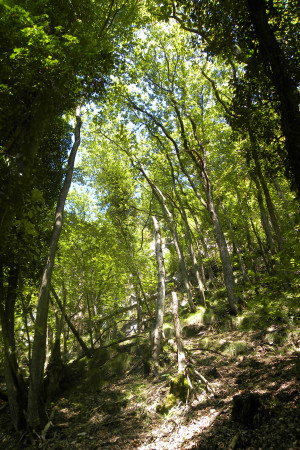 Den Wald einfach selbst machen lassen! - © Abteilung Wald, Kanton Aargau