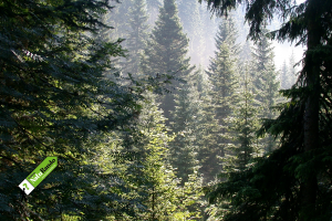 Sentier de la forêt du Grand Risoud, le Brassus