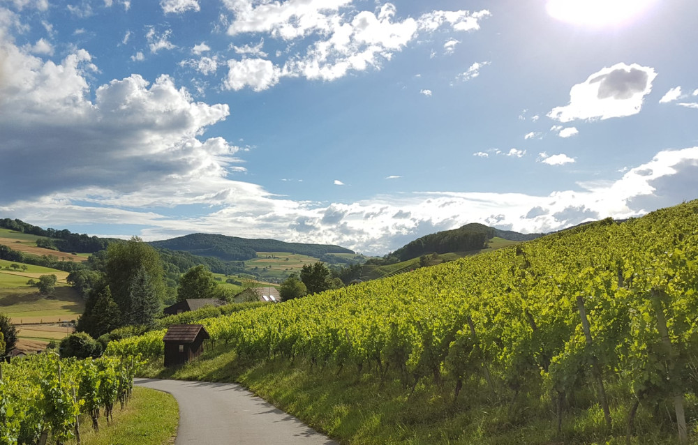 Kultur- & Rebsortenpfad Oberflachs - &copy; Jurapark Aargau
