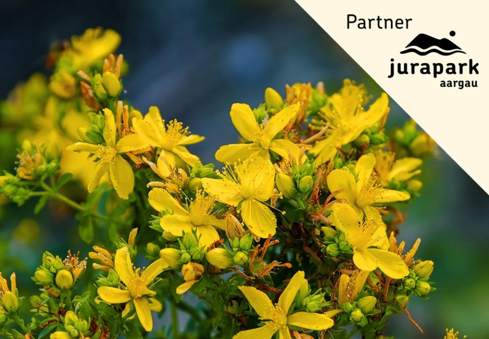 Duftessenzen destillieren: Mädesüss & Johanniskraut - © Pixabay (Naturwerkstatt Eriwis)