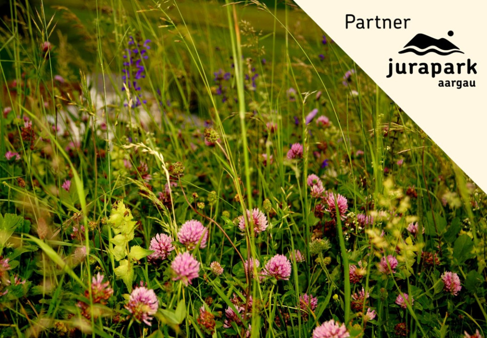 Kräuterwanderung Essbare Wildpflanzen