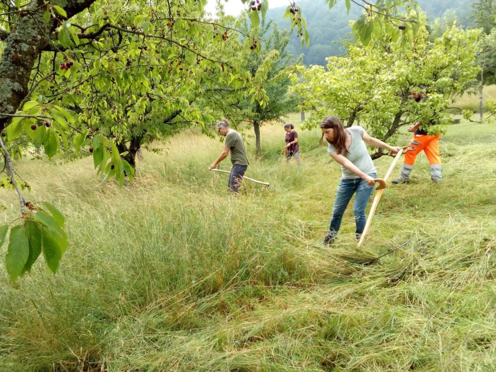 Mähen mit der Sense: Material, Technik und Wartung - © sensen.ch