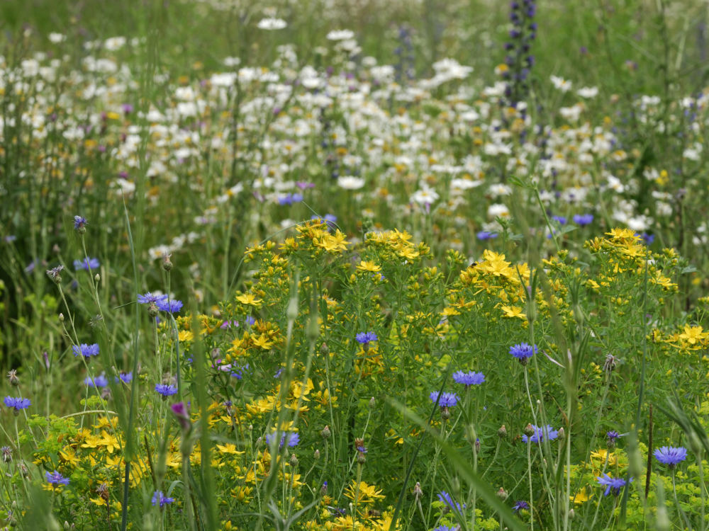 Crashkurs Pflanzen - &copy; Thomas Marent