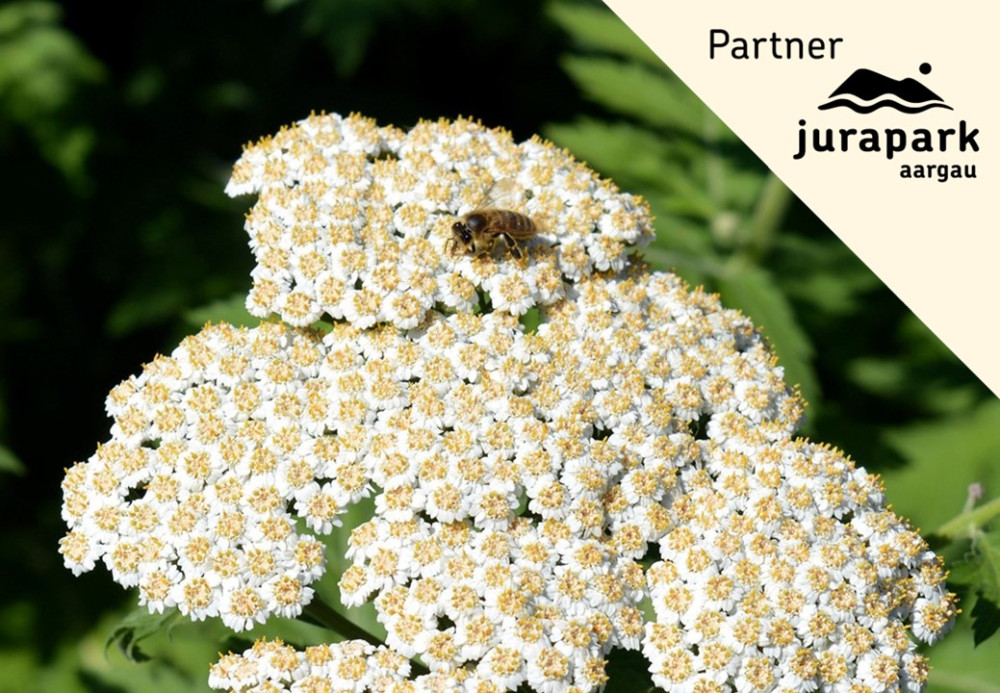 Duftessenzen destillieren: Schafgarbe und Minzen - © Pixabay (Naturwerkstatt Eriwis)