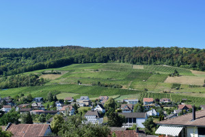 Jurapark-Weinwanderung 2024 im Schenkenbergertal