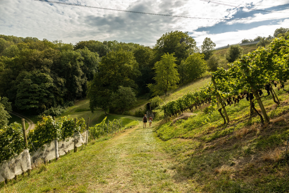 Rebweg Auenstein - © Vera Jantz, Vera Jantz