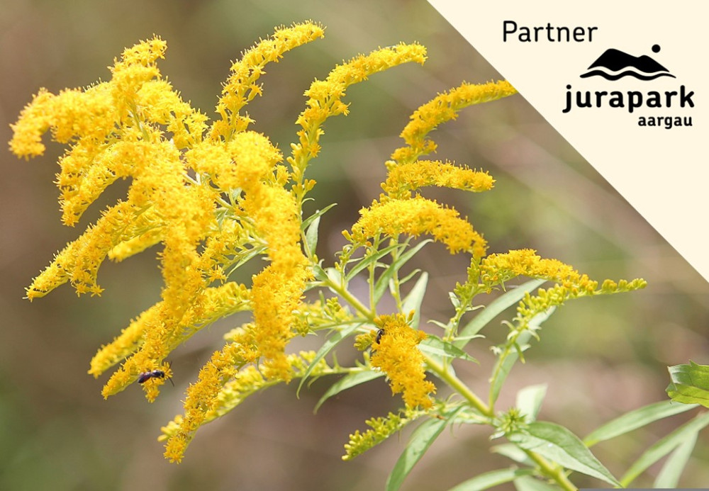 Duftessenzen destillieren: Duftessenzen aus Neophyten - © Pixabay